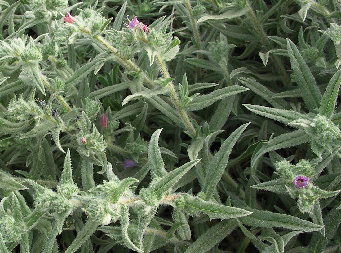 Image of Echium angustifolium specimen.