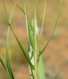 unknown species. Верхушка побега. Астраханская обл., Наримановский р-н, окр. с. Николаевка, окр. бархана Большой Брат, опустыненная степь. 03.06.2025.