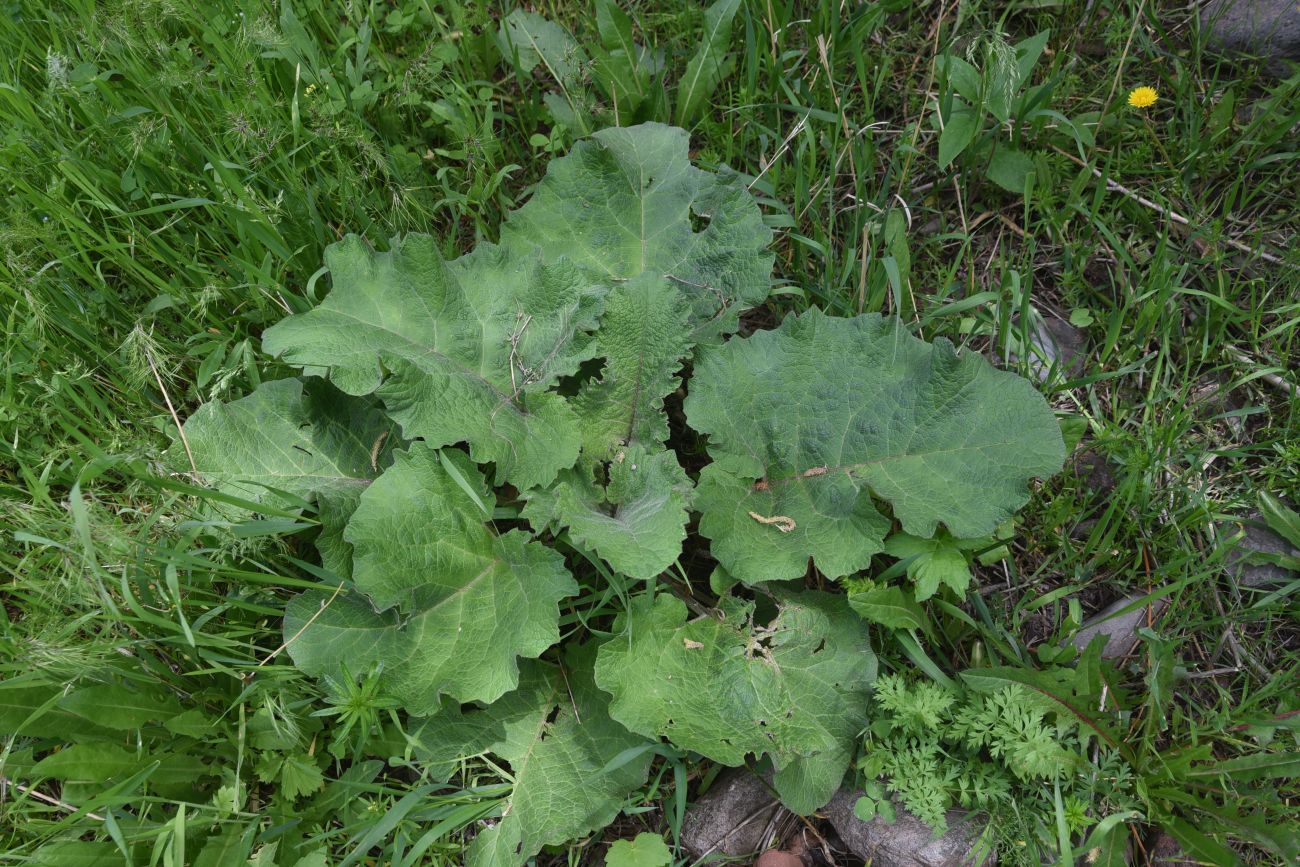 Image of genus Arctium specimen.