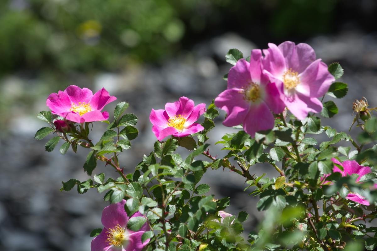 Image of genus Rosa specimen.