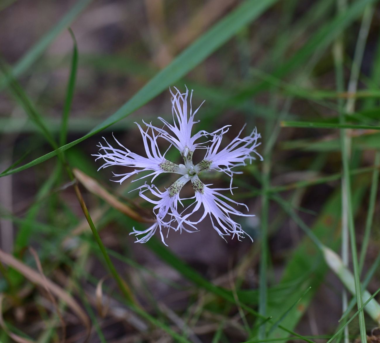 Image of Dianthus superbus specimen.