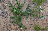 Peganum harmala