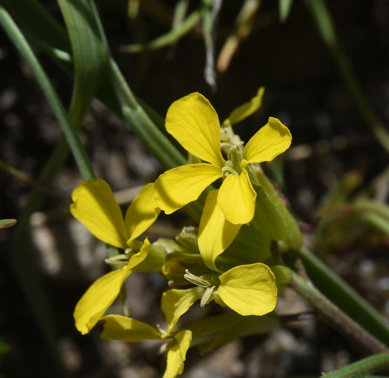Изображение особи род Erysimum.