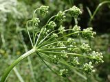 Pimpinella saxifraga