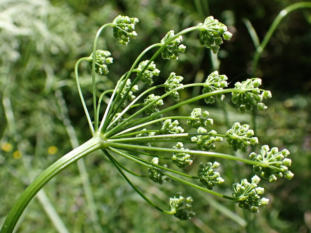Image of Pimpinella thellungiana specimen.