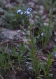 genus Myosotis