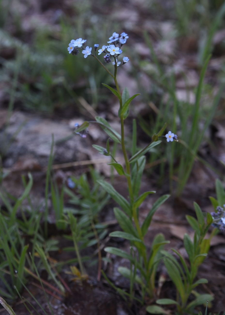 Image of genus Myosotis specimen.