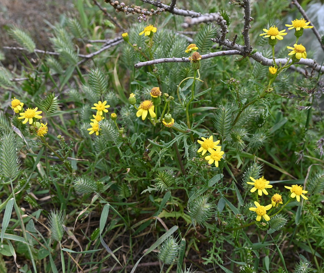 Image of familia Asteraceae specimen.