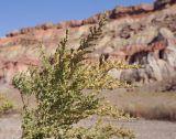 Salsola dendroides