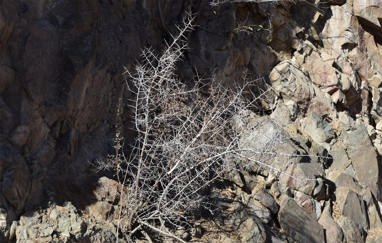 Image of Amygdalus spinosissima specimen.