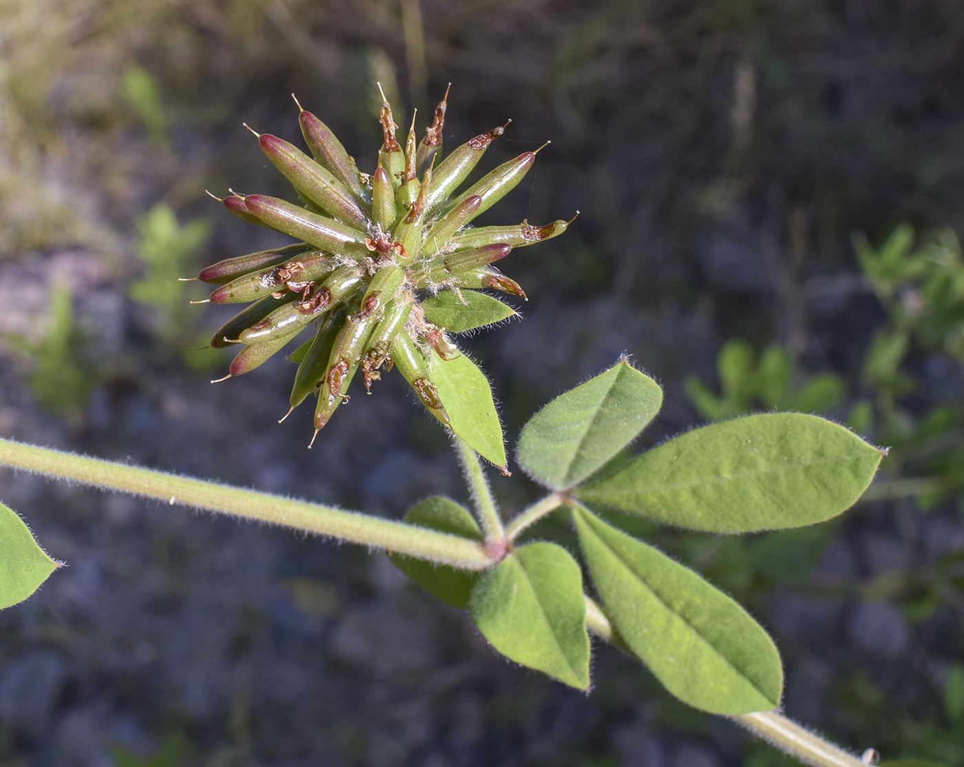 Image of Dorycnium rectum specimen.