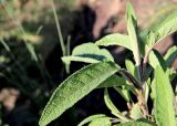 Salvia officinalis. Верхушка вегетативного побега. Белгородская обл., пос. Ракитное, ул. Сосновая, 2, в культуре. 17 мая 2022 г.