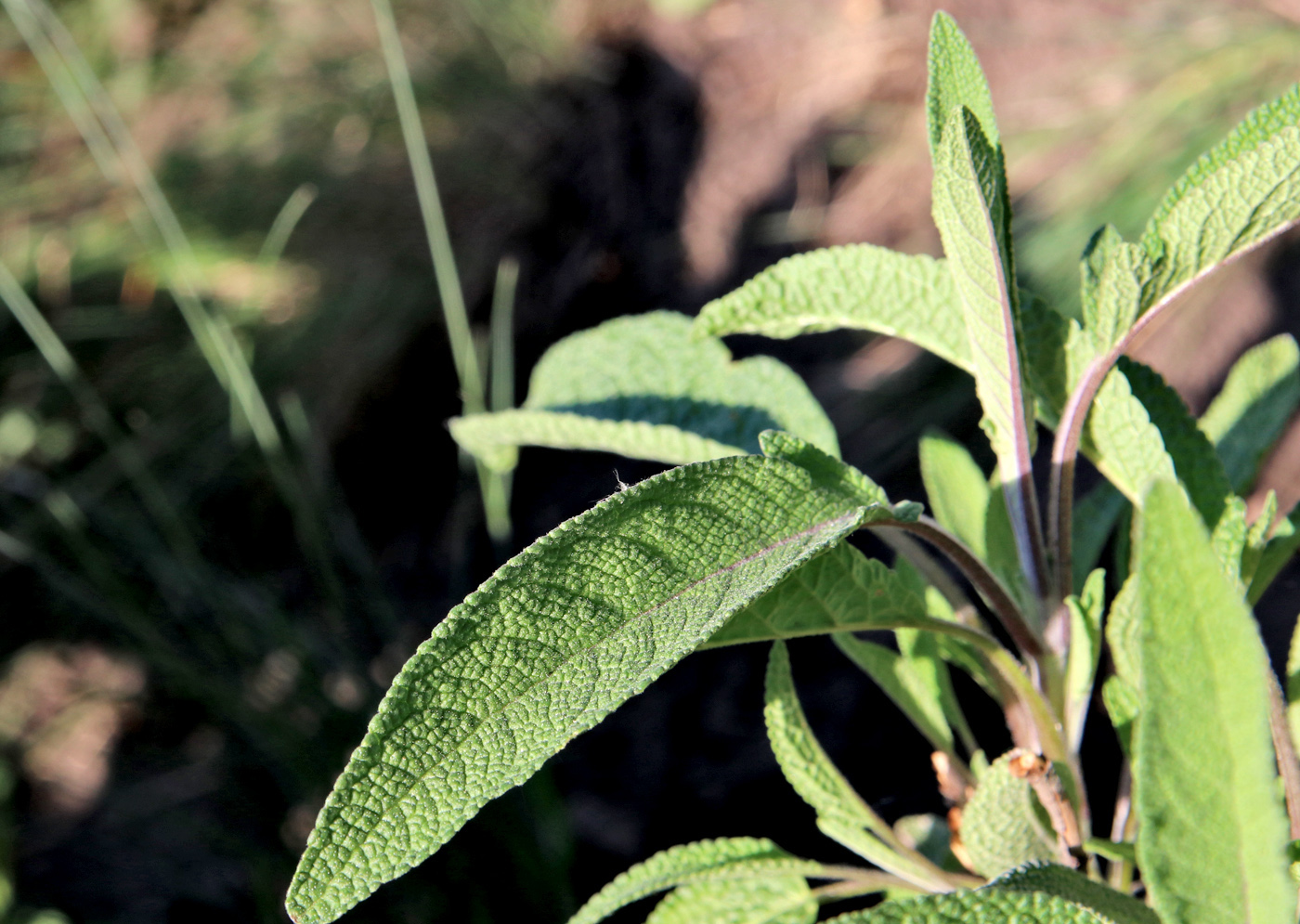 Image of Salvia officinalis specimen.