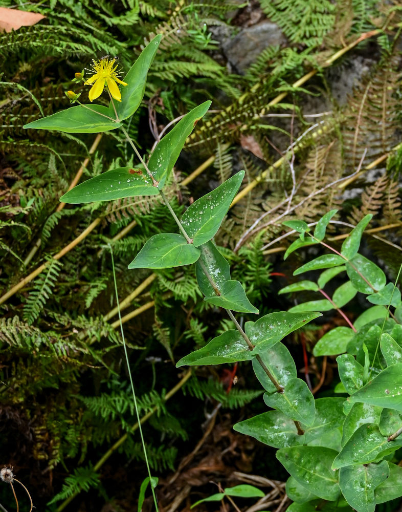 Изображение особи Hypericum grandifolium.