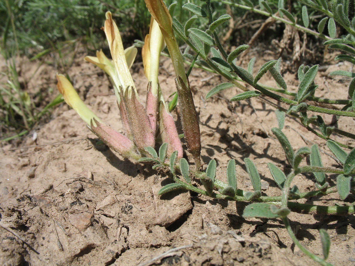 Image of Astragalus macropetalus specimen.