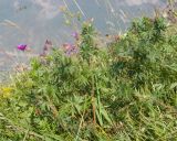 Geranium sanguineum. Цветущее растение. Северная Осетия, Пригородный р-н, гора Хиах, ≈ 2100 м н.у.м., субальпийский луг. 31.07.2025.