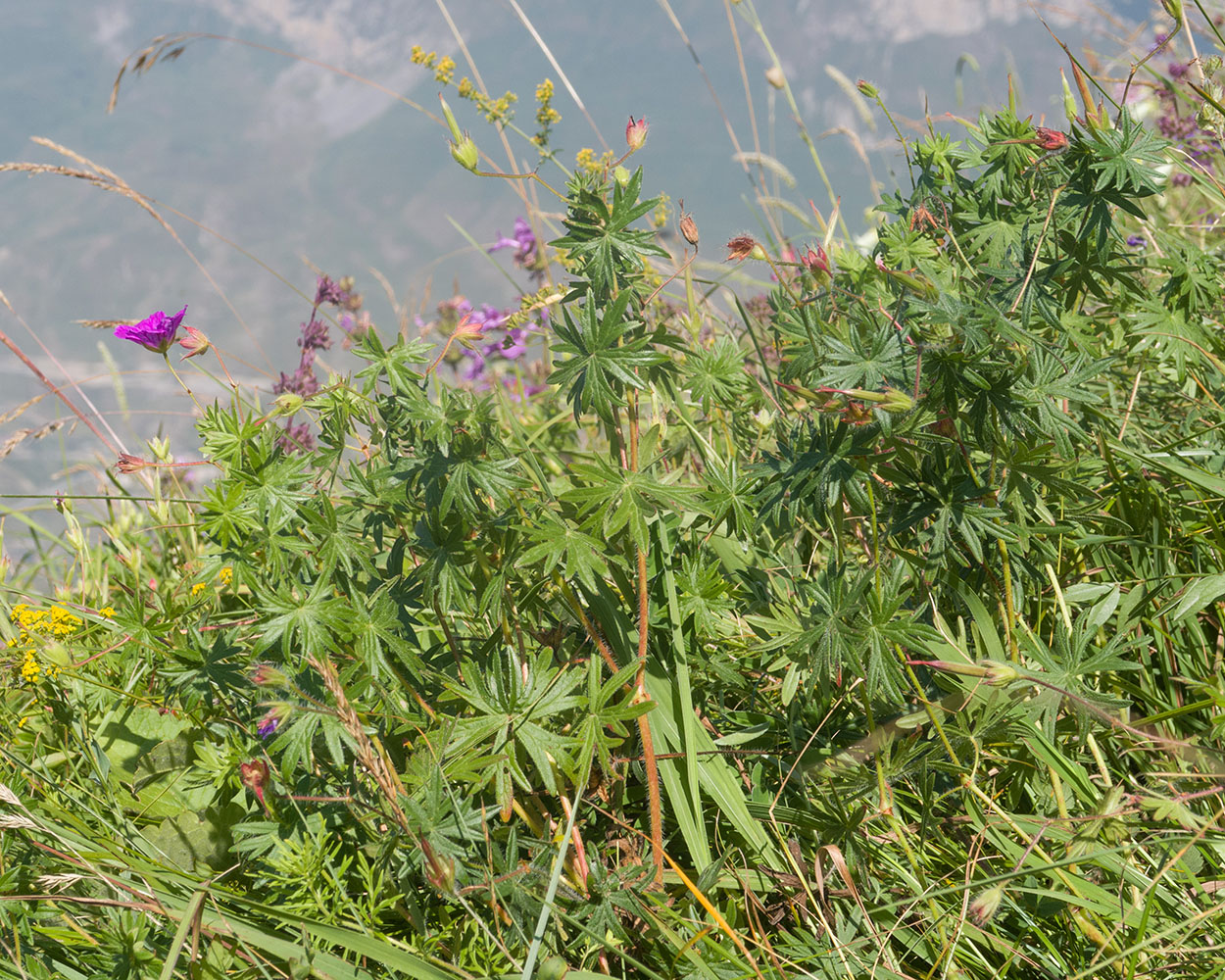 Изображение особи Geranium sanguineum.