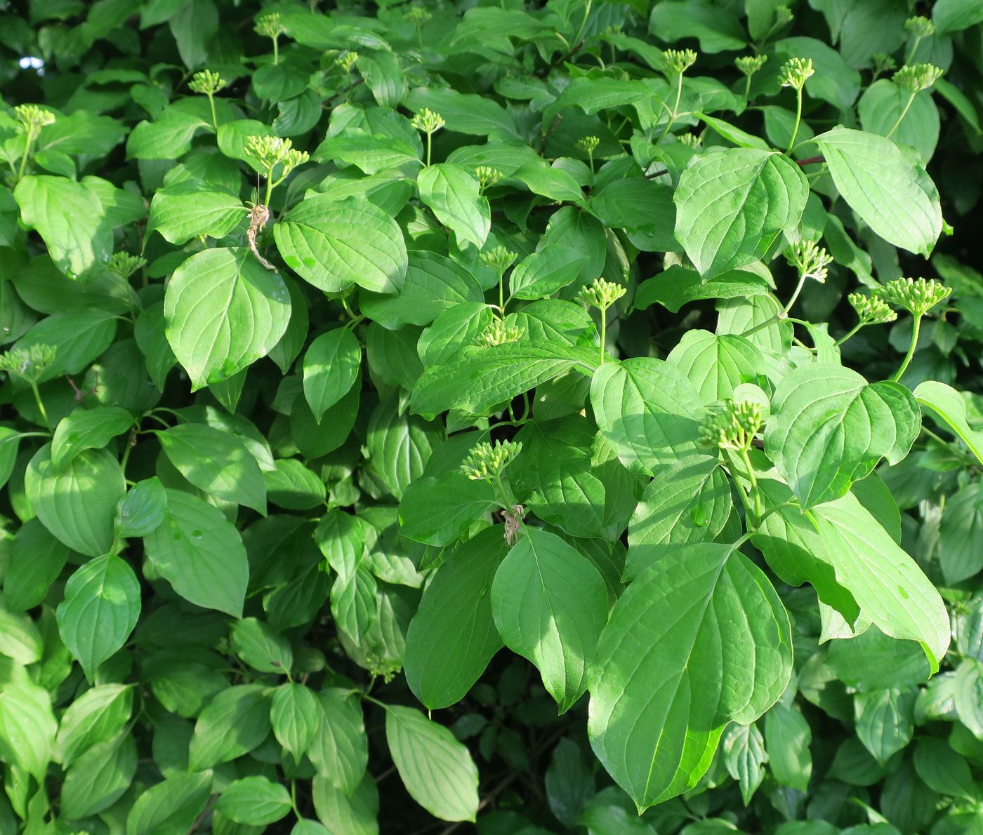 Image of Swida alba specimen.