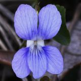 genus Viola