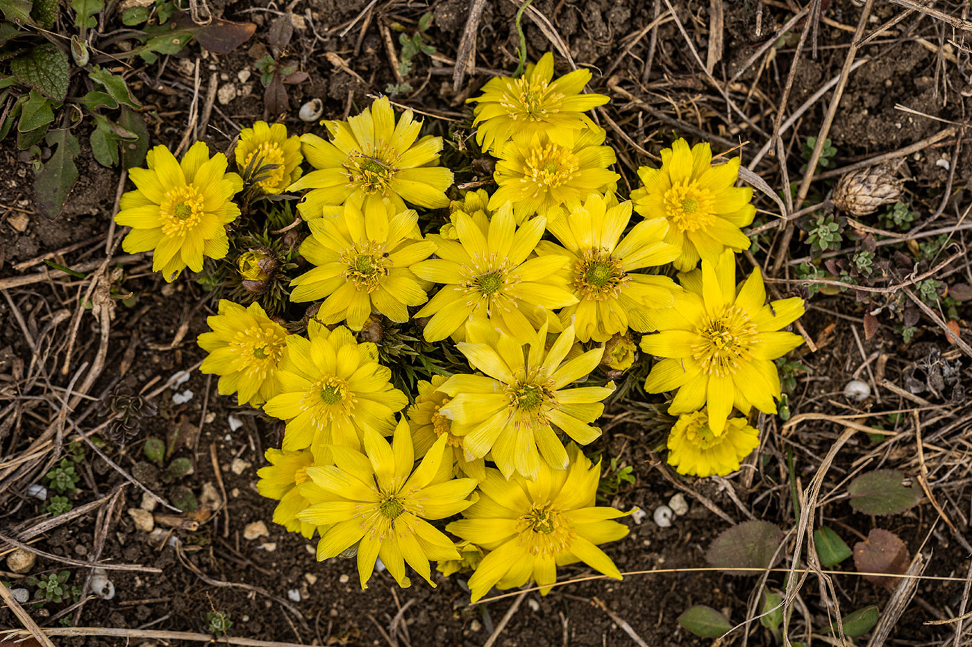 Image of Adonis volgensis specimen.