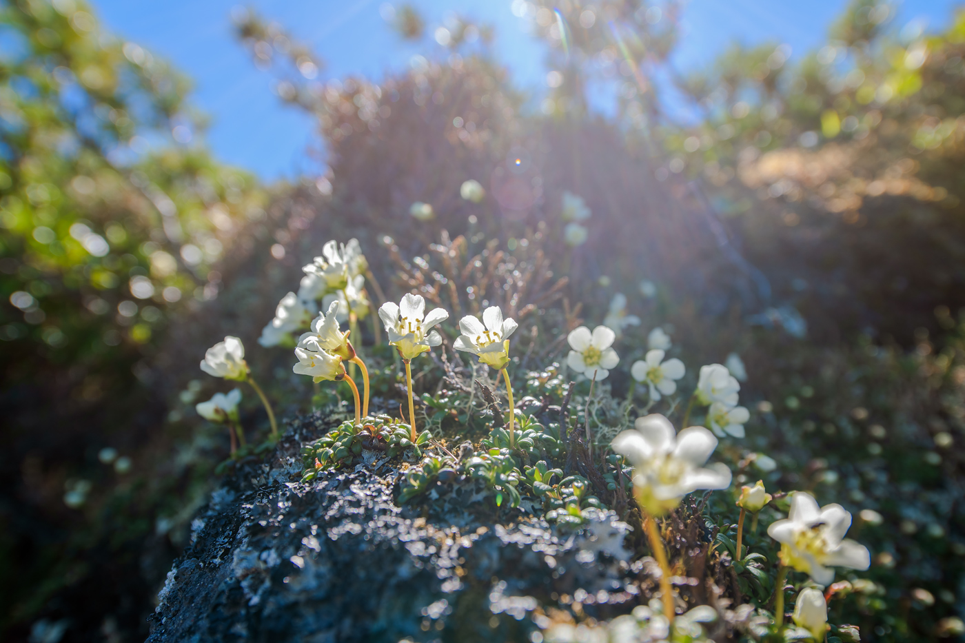 Изображение особи Diapensia obovata.