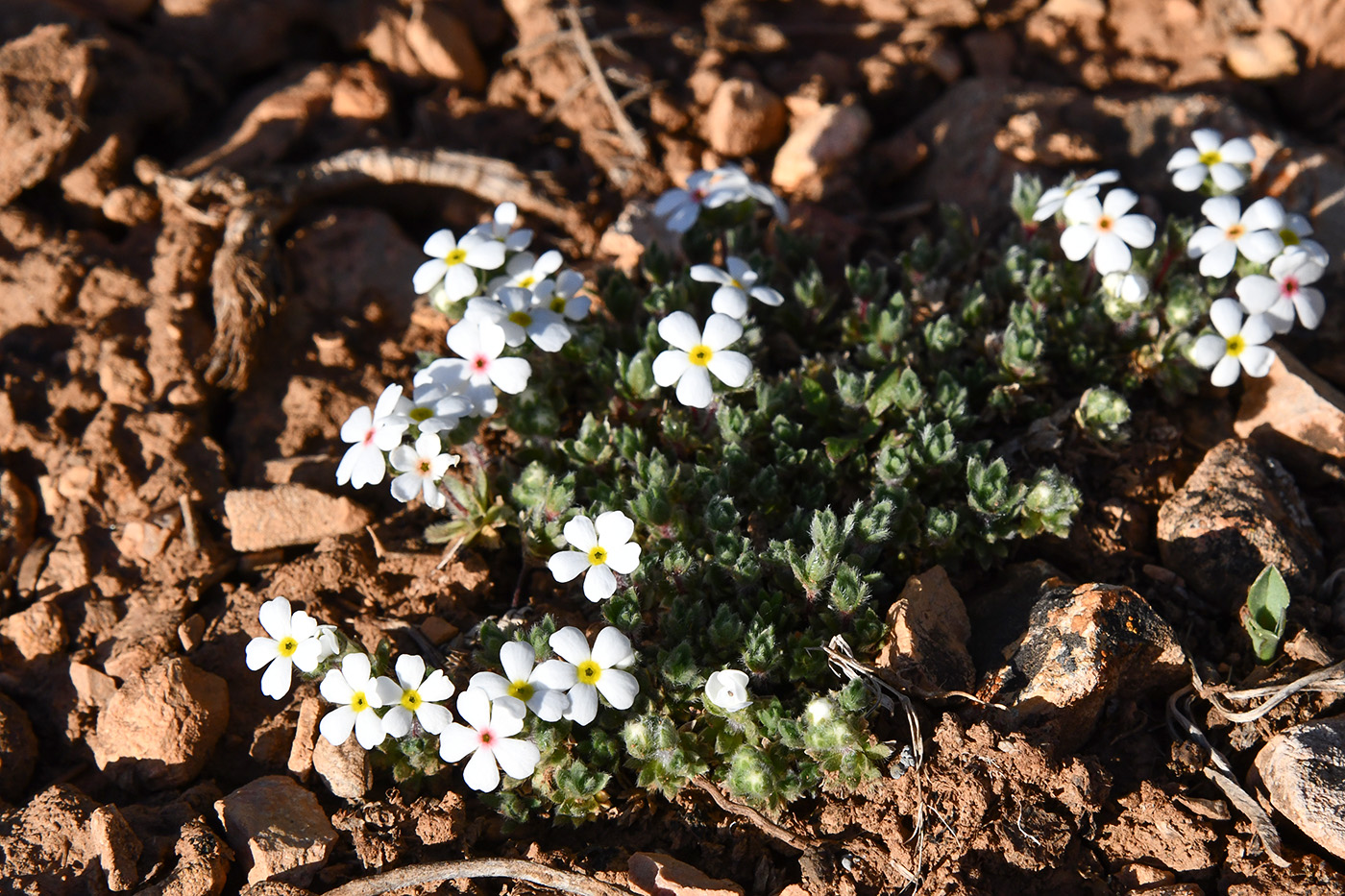 Image of Androsace incana specimen.
