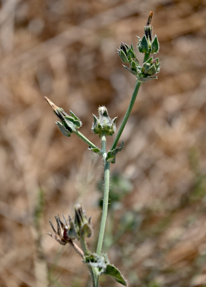Изображение особи Helminthotheca echioides.