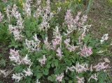 Corydalis ledebouriana. Цветущие растения. Казахстан, Туркестанская обл., Толебийский р-н, Зап. Тянь-Шань, Сайрам-Угамский нац. парк; выс. 2220 м н.у.м., дол. р. Кыржалсай, левое русло, правый борт, водораздельный гребень, второстепенный выступ со снегом на склоне. 26.04.2026.
