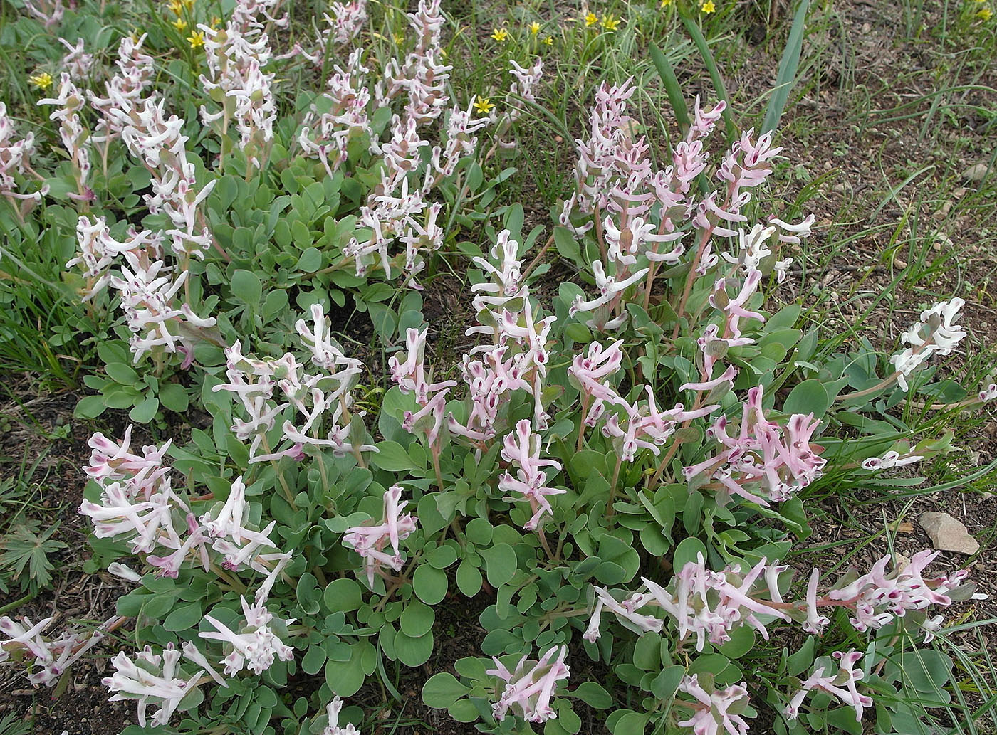 Изображение особи Corydalis ledebouriana.
