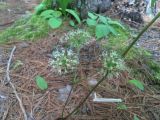 genus Aralia. Аралия голостебельная. Aralia nudicaulis. В природе. Галифакс 01.06.2026.