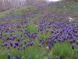 Muscari neglectum