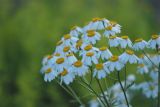 Pyrethrum corymbosum