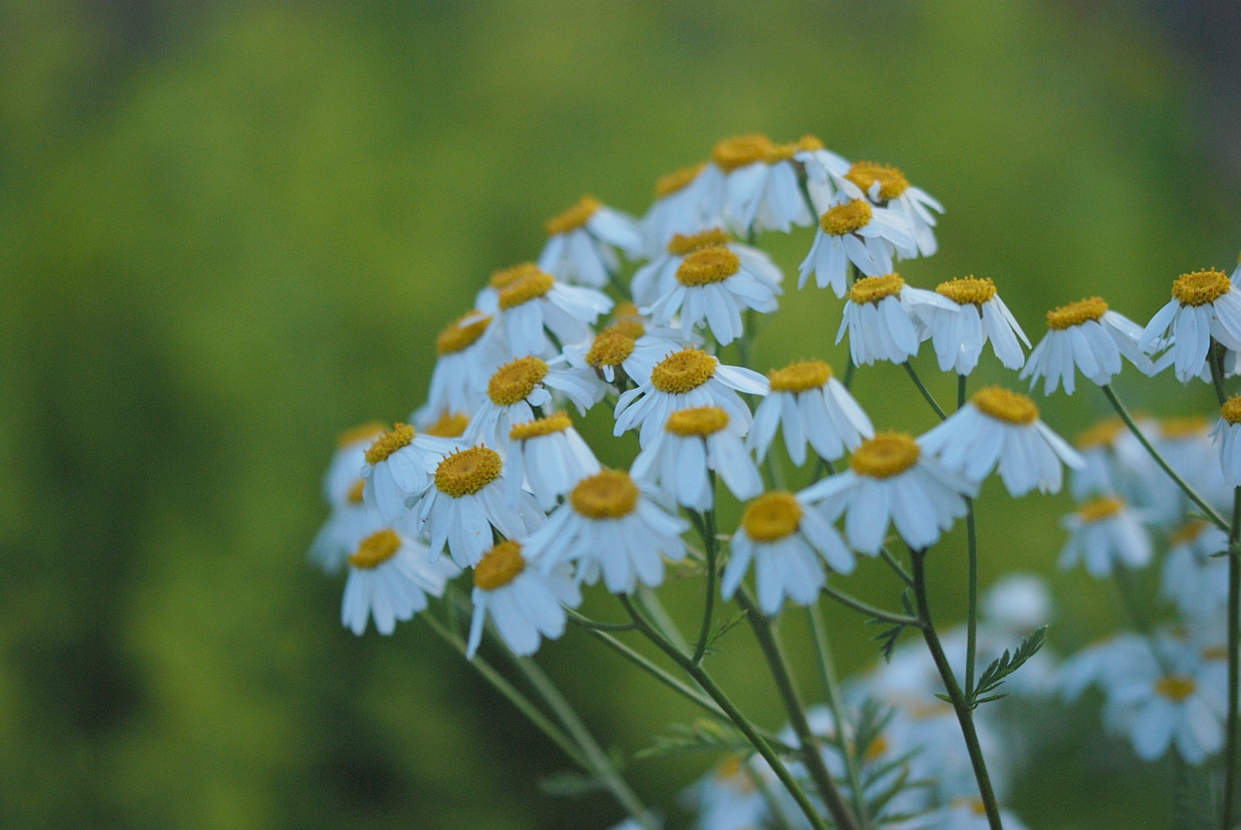 Image of Pyrethrum corymbosum specimen.