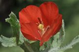 View full-size image Papaver hybridum