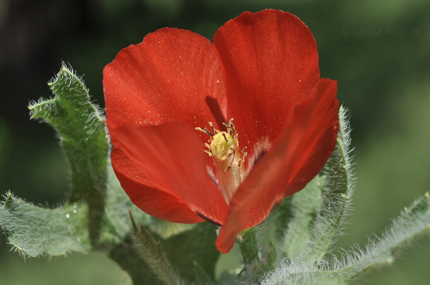 Image of Glaucium corniculatum specimen.