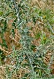 Scolymus maculatus