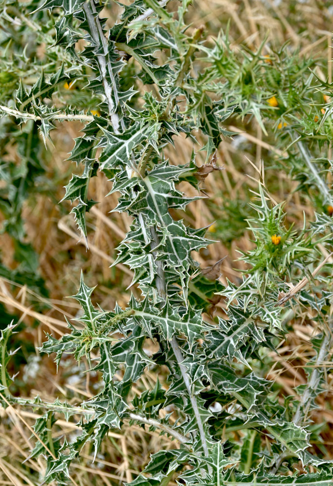 Image of Scolymus maculatus specimen.
