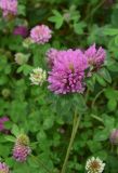 род Trifolium. Верхушка цветущего растения. Мурманская обл., окр. пос. Росляково, западный берег губы Чалмпушка, небольшой луг. 8 июля 2026 г.