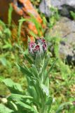 род Cynoglossum. Верхушка цветущего растения. Грузия, край Самцхе-Джавахети, Ахалцихский муниципалитет, окр. водопада Чанчкери, луг. 10 июня 2026 г.