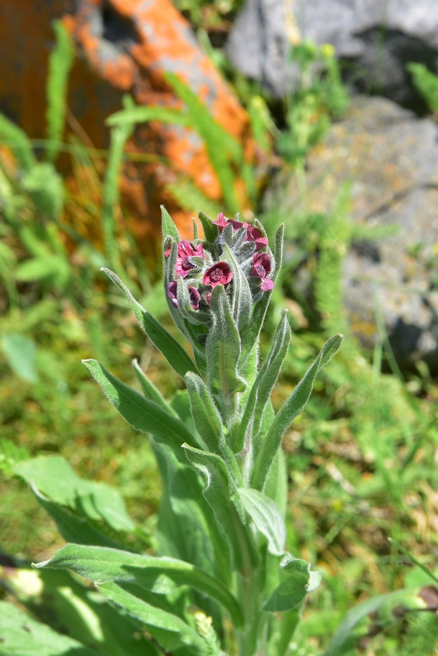 Изображение особи род Cynoglossum.