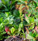 Veratrum anticleoides. Цветущее растение среди Bergenia pacifica. Хабаровский край, р-н имени Лазо, массив горы Ко, гора Столовая, выс. ≈ 1705 м н.у.м., каменная россыпь. 02.08.2026.