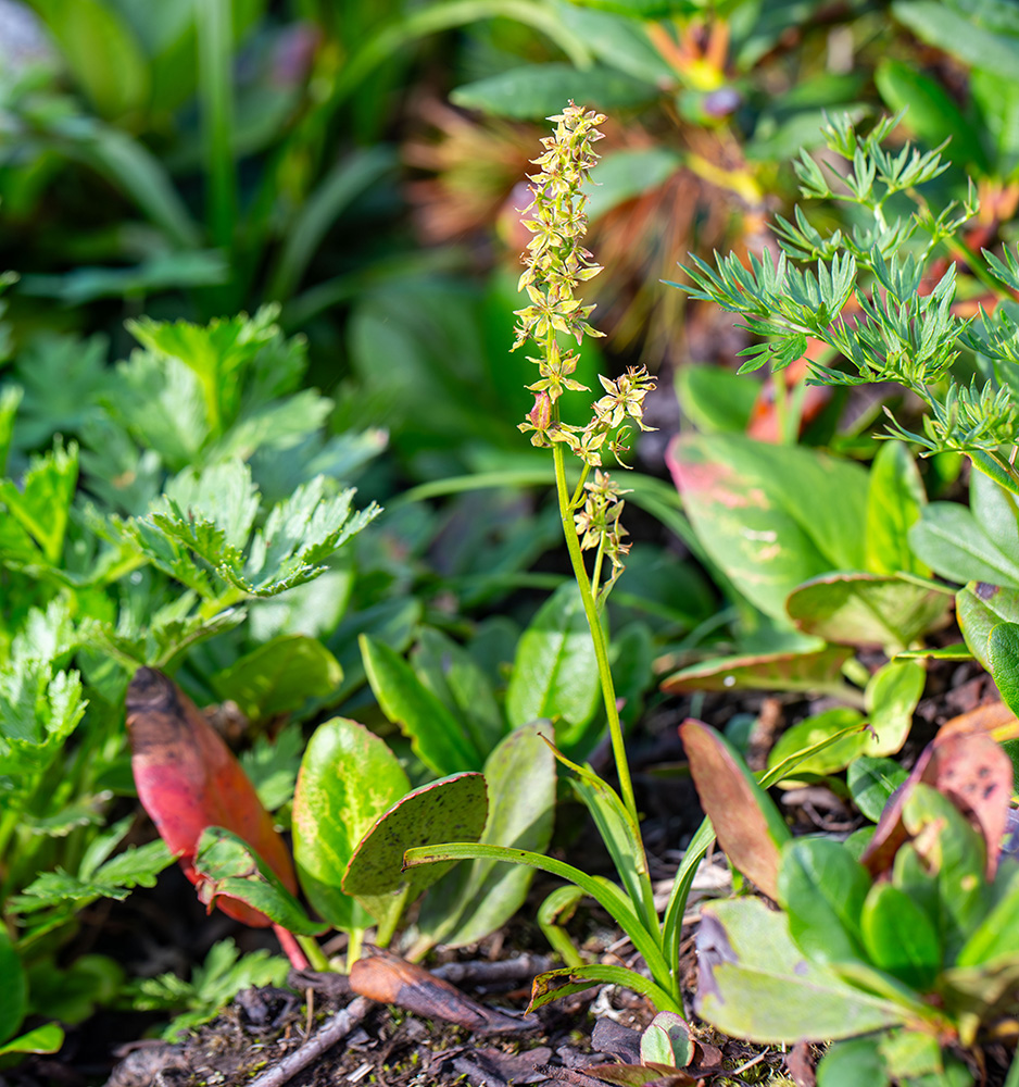 Image of Veratrum anticleoides specimen.