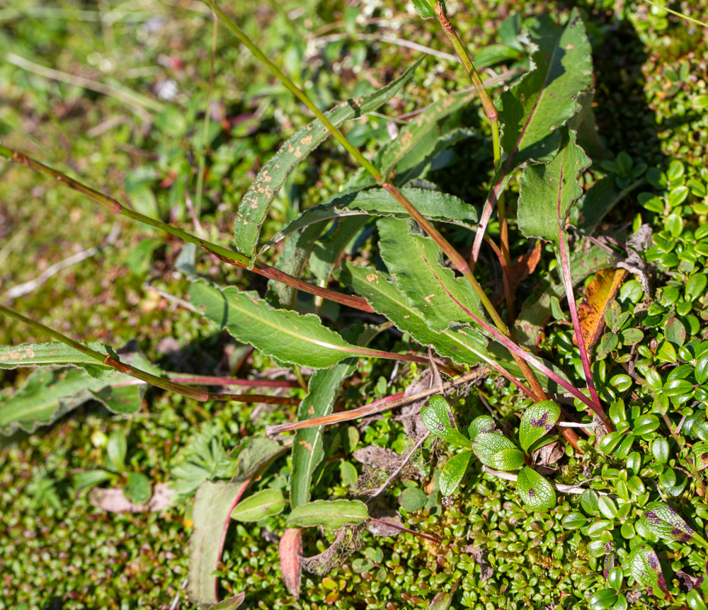 Image of Bistorta elliptica specimen.