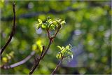 Juglans mandshurica. Верхушки побегов с развивающимися листьями. Московская обл., Раменский р-н, окр. дер. Хрипань, садовый участок. 13.05.2026.