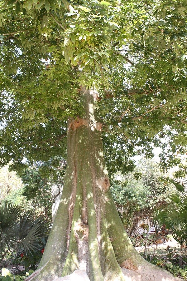 Image of Ceiba pentandra specimen.