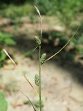 Carex grioletii. Верхняя часть плодоносящего побега. Краснодарский край, муниципальное образование город-курорт Сочи, Адлерский р-н, Кудепстинский сельский округ, окр. пос. Дубравный, Кудепстинский дендропарк, широколиственный лес. 05.07.2024.
