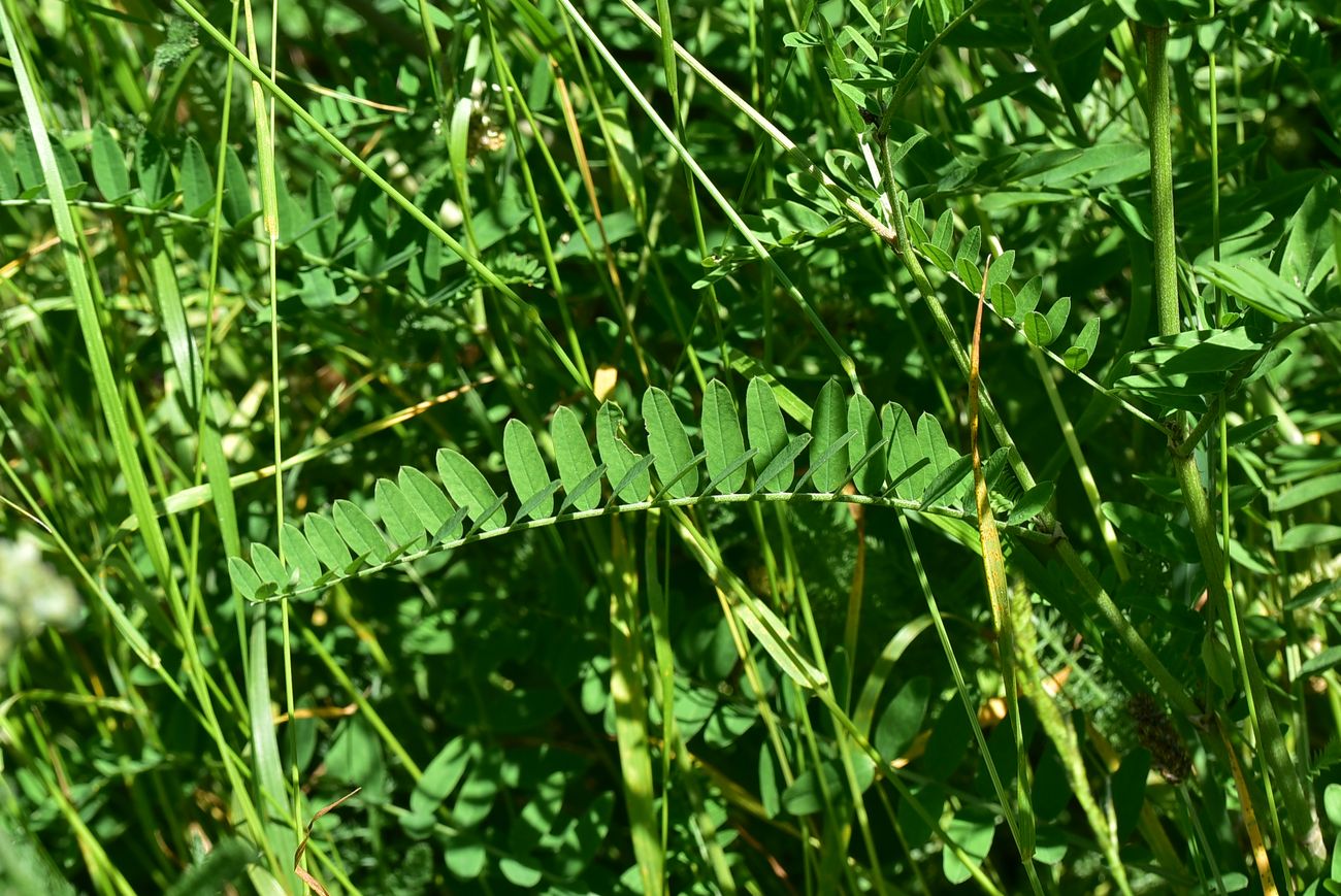 Image of Unknown species specimen.