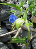 Commelina communis. Верхушка цветущего растения. Томск, окр. мкр. Просторный, железнодорожная насыпь. 16.07.2026.