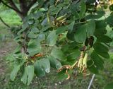 Смотреть изображение Bauhinia acuminata