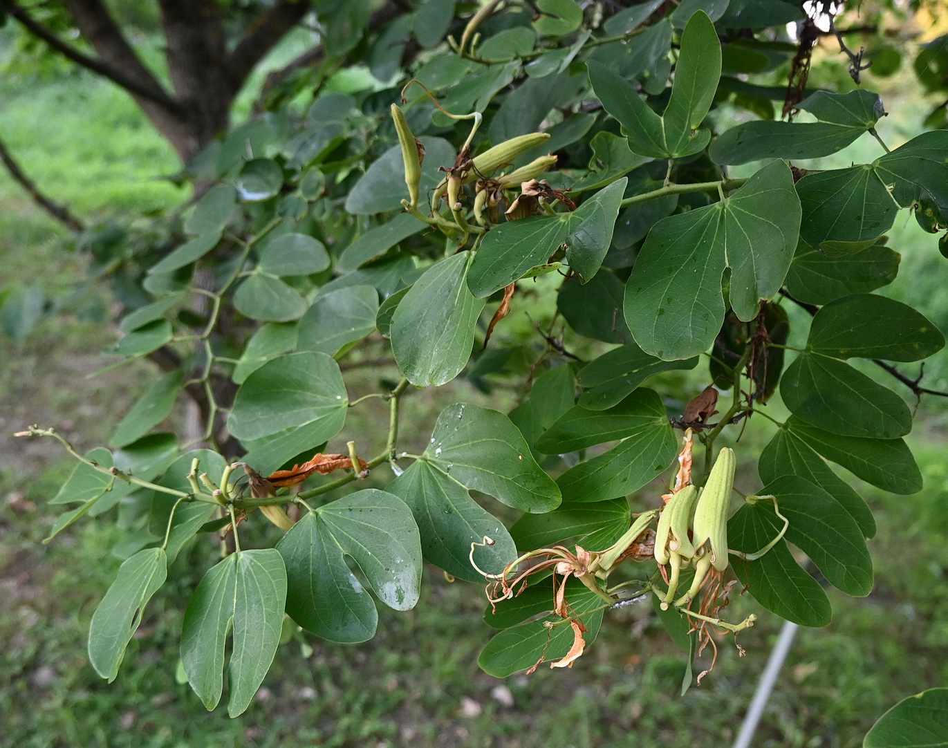 Изображение особи Bauhinia acuminata.